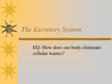 EQ: How does our body eliminate cellular wastes?