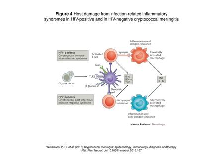 Figure 4 Host damage from infection-related inflammatory