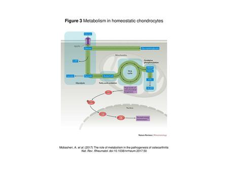 Figure 3 Metabolism in homeostatic chondrocytes