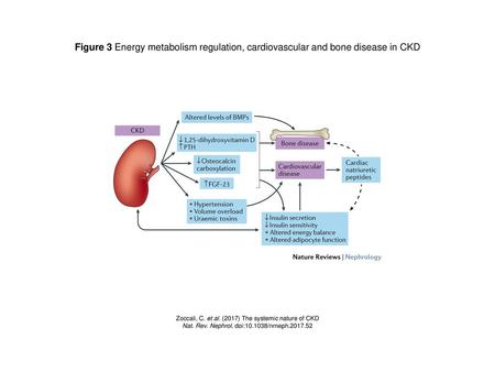 Figure 3 Energy metabolism regulation, cardiovascular and bone disease in CKD Figure 3 | Energy metabolism regulation, cardiovascular and bone disease.