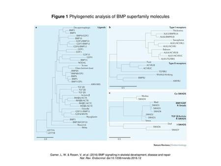 Figure 1 Phylogenetic analysis of BMP superfamily molecules