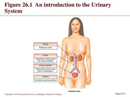 Figure 26.1 An introduction to the Urinary System