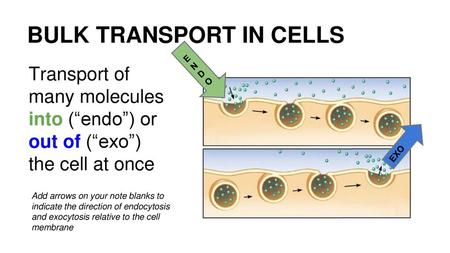 BULK TRANSPORT IN CELLS