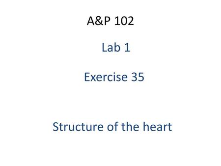 A&P 102 Lab 1 Exercise 35 Structure of the heart.