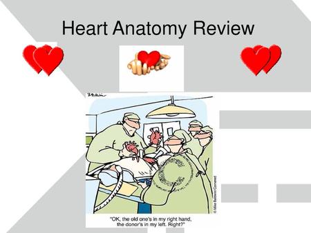 Heart Anatomy Review.