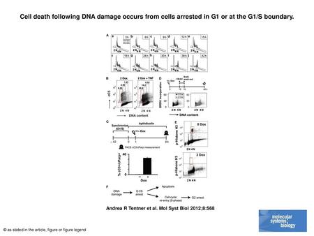 Cell death following DNA damage occurs from cells arrested in G1 or at the G1/S boundary. Cell death following DNA damage occurs from cells arrested in.