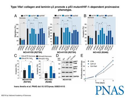 Type VIIa1 collagen and laminin-γ2 promote a p53 mutant/HIF-1–dependent proinvasive phenotype. Type VIIa1 collagen and laminin-γ2 promote a p53 mutant/HIF-1–dependent.