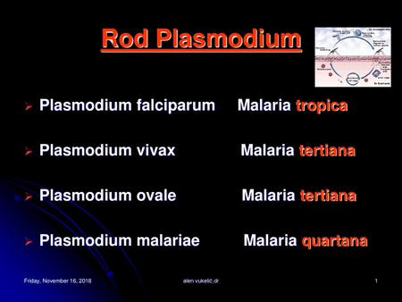 Rod Plasmodium Plasmodium falciparum Malaria tropica
