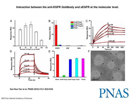 Interaction between the anti-EGFR Goldbody and sEGFR at the molecular level. Interaction between the anti-EGFR Goldbody and sEGFR at the molecular level.