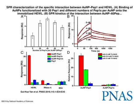 SPR characterization of the specific interaction between AuNP–Pep1 and HEWL. (A) Binding of AuNPs functionalized with 20 Pep1 and different numbers of.