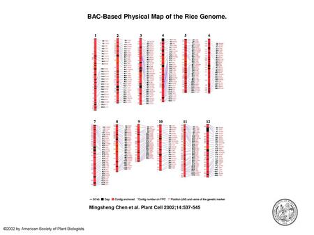BAC-Based Physical Map of the Rice Genome.