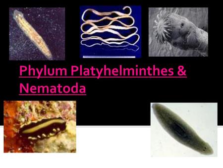 Phylum platyhelminthes ppt