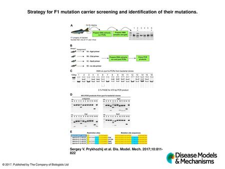 Strategy for F1 mutation carrier screening and identification of their mutations. Strategy for F1 mutation carrier screening and identification of their.