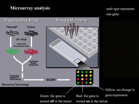 Microarray analysis each spot represents one gene Yellow: no change in