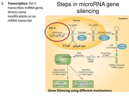 Steps in microRNA gene silencing