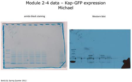 Module 2-4 data – Kap-GFP expression