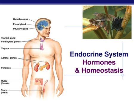 Hormones & Homeostasis