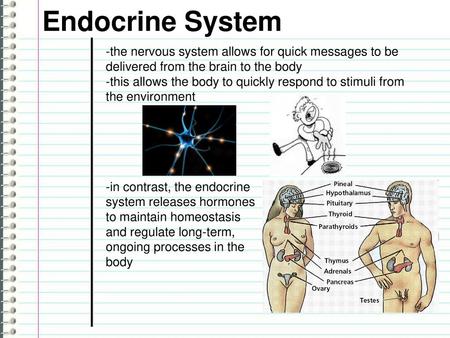 Endocrine System -the nervous system allows for quick messages to be delivered from the brain to the body -this allows the body to quickly respond to stimuli.