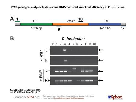 PCR genotype analysis to determine RNP-mediated knockout efficiency in C. lusitaniae. PCR genotype analysis to determine RNP-mediated knockout efficiency.