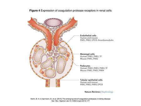 Figure 4 Expression of coagulation protease receptors in renal cells
