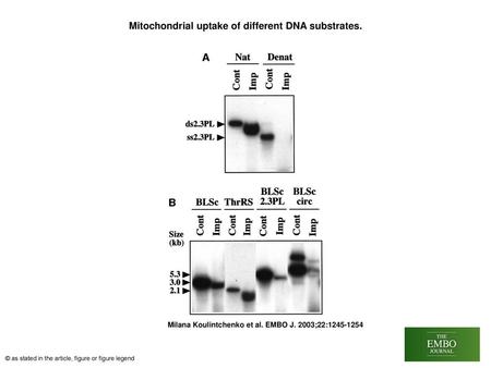 Mitochondrial uptake of different DNA substrates.