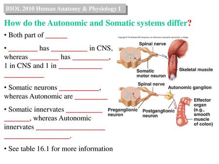 How do the Autonomic and Somatic systems differ?