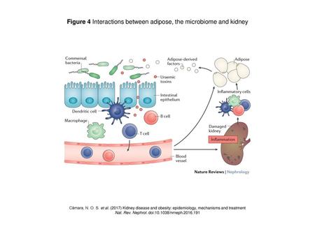 Figure 4 Interactions between adipose, the microbiome and kidney