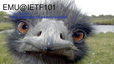 EMU@IETF101 Chairs: Joe Salowey Info: https://datatracker.ietf.org/wg/emu/charter/ Emu Picture - Emu Face | by JLplusAL Emu Face | by JLplusAL - https://www.flickr.com/photos/justinlindsay/166027170.