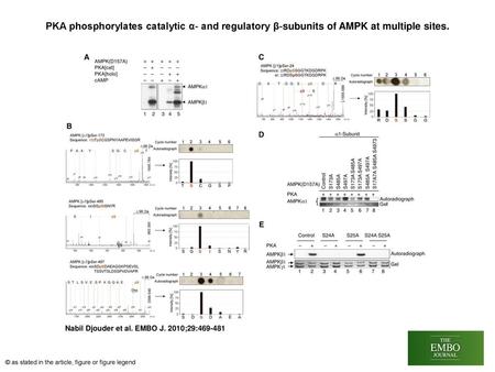 PKA phosphorylates catalytic α‐ and regulatory β‐subunits of AMPK at multiple sites. PKA phosphorylates catalytic α‐ and regulatory β‐subunits of AMPK.