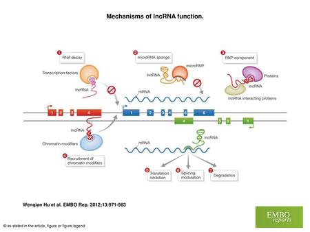 Mechanisms of lncRNA function.