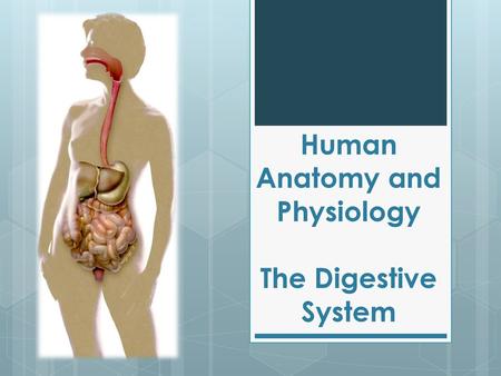 Human Anatomy and Physiology The Digestive System
