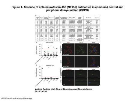 Figure 1. Absence of anti–neurofascin-155 (NF155) antibodies in combined central and peripheral demyelination (CCPD)‏ Absence of anti–neurofascin-155 (NF155)