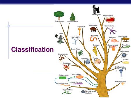Classification 2006-2007.