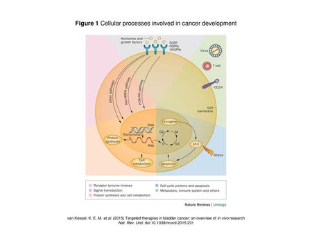 Figure 1 Cellular processes involved in cancer development