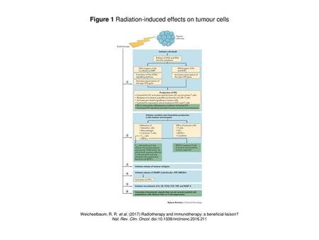 Figure 1 Radiation-induced effects on tumour cells