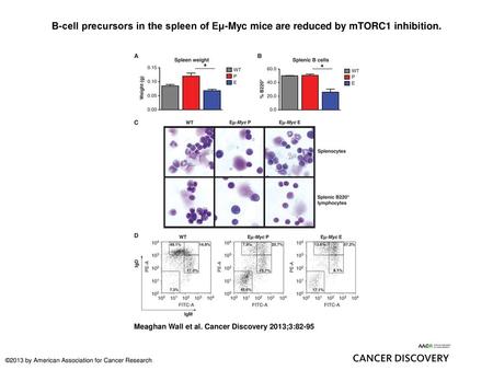 B-cell precursors in the spleen of Eμ-Myc mice are reduced by mTORC1 inhibition. B-cell precursors in the spleen of Eμ-Myc mice are reduced by mTORC1 inhibition.