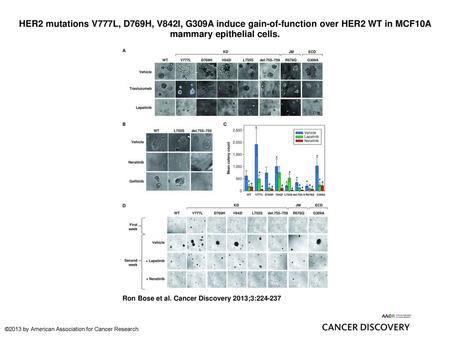 HER2 mutations V777L, D769H, V842I, G309A induce gain-of-function over HER2 WT in MCF10A mammary epithelial cells. HER2 mutations V777L, D769H, V842I,