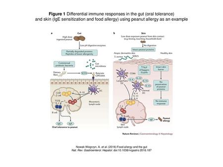Figure 1 Differential immune responses in the gut (oral tolerance)