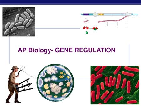 AP Biology- GENE REGULATION