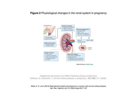 Figure 2 Physiological changes in the renal system in pregnancy