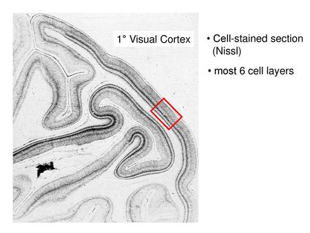 1° Visual Cortex • Cell-stained section (Nissl) • most 6 cell layers.