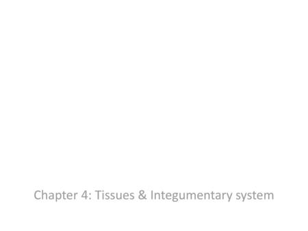 Chapter 4: Tissues & Integumentary system
