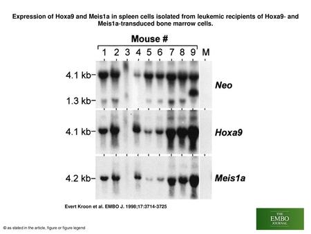 Expression of Hoxa9 and Meis1a in spleen cells isolated from leukemic recipients of Hoxa9‐ and Meis1a‐transduced bone marrow cells. Expression of Hoxa9.