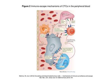 Figure 2 Immune-escape mechanisms of CTCs in the peripheral blood