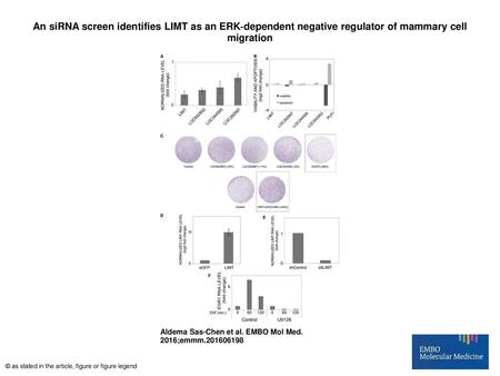 An siRNA screen identifies LIMT as an ERK‐dependent negative regulator of mammary cell migration An siRNA screen identifies LIMT as an ERK‐dependent negative.