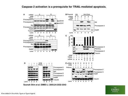 Caspase‐2 activation is a prerequisite for TRAIL‐mediated apoptosis.