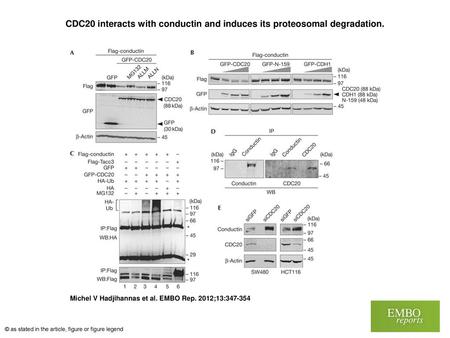 CDC20 interacts with conductin and induces its proteosomal degradation