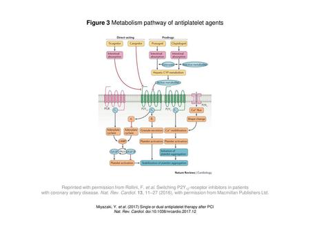 Figure 3 Metabolism pathway of antiplatelet agents
