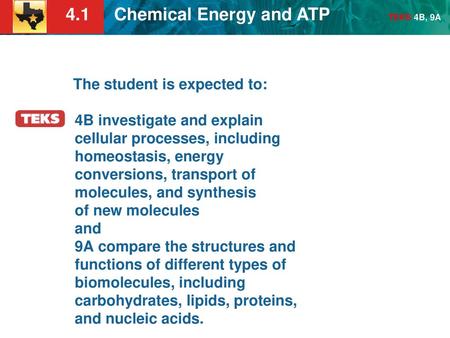 The student is expected to: 4B investigate and explain cellular processes, including homeostasis, energy conversions, transport of molecules, and synthesis.