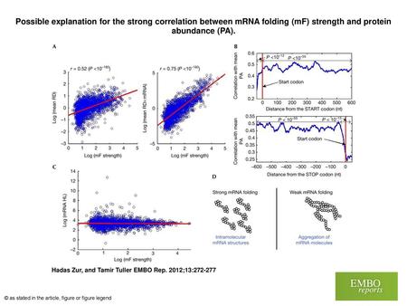 Possible explanation for the strong correlation between mRNA folding (mF) strength and protein abundance (PA). Possible explanation for the strong correlation.